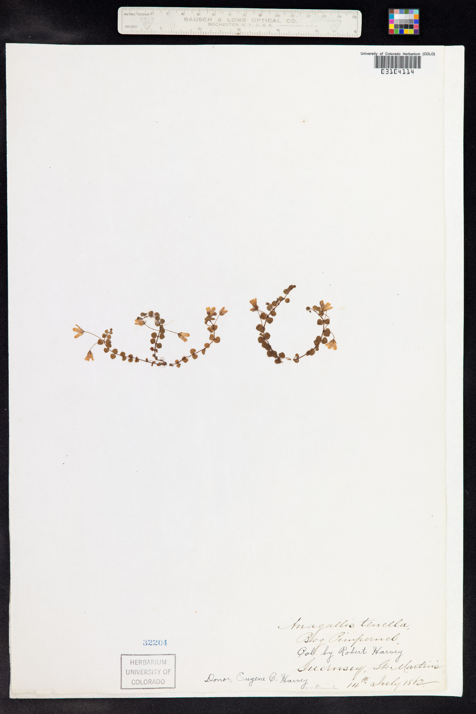 Anagallis tenella image