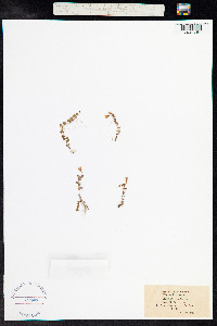 Anagallis tenella image