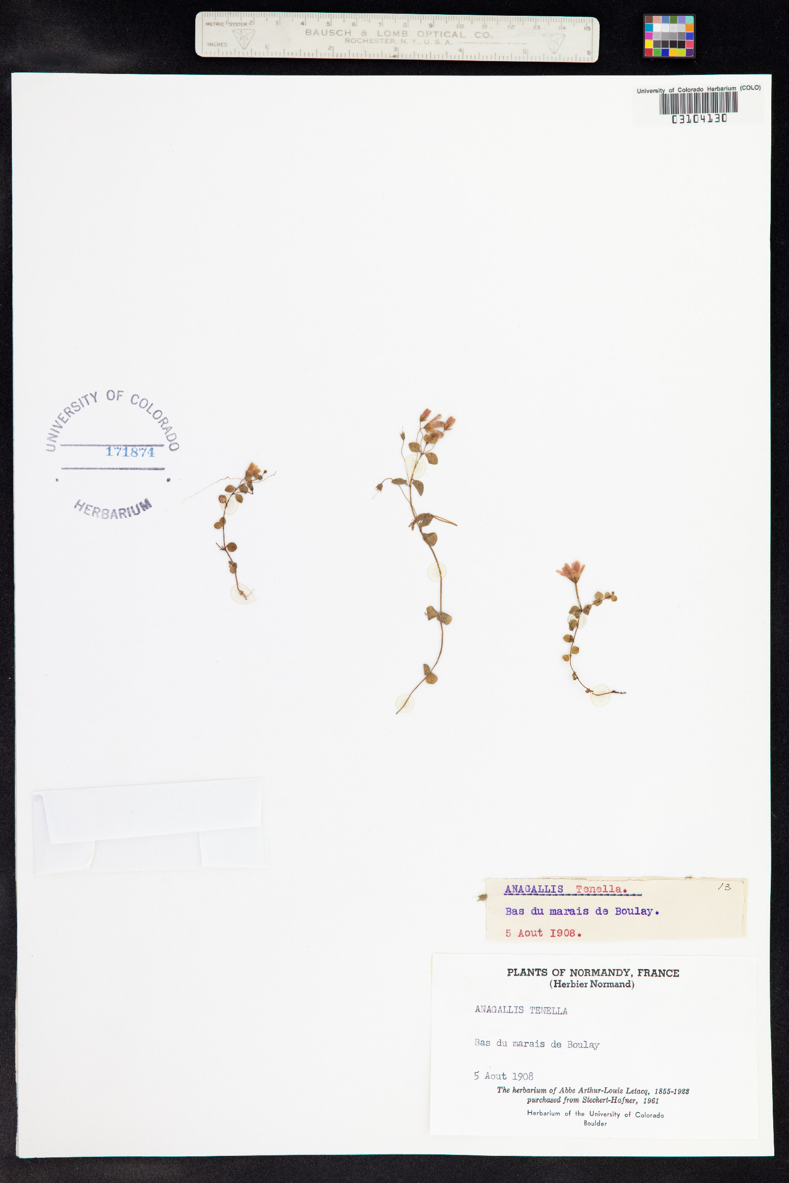 Anagallis tenella image