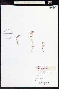 Anagallis tenella image