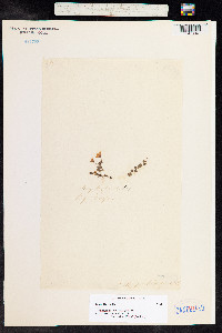 Image of Anagallis tenella