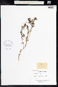 Image of Anagallis monelli