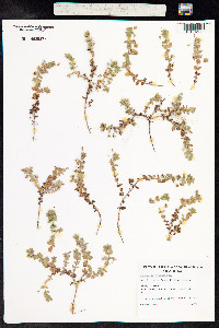 Anagallis arvensis image