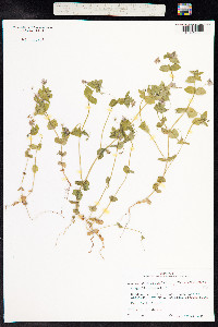 Anagallis arvensis image