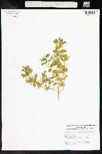 Anagallis arvensis image