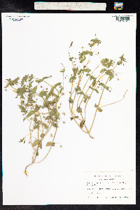 Anagallis arvensis image