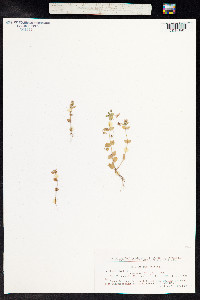 Anagallis arvensis image