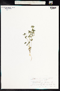Anagallis arvensis image