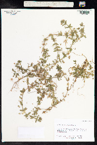 Anagallis arvensis image