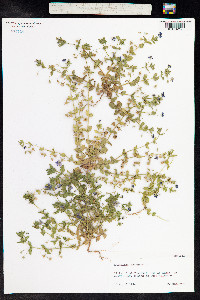 Anagallis arvensis image