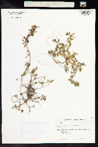 Anagallis arvensis image