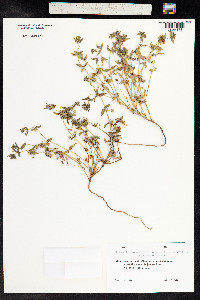 Anagallis arvensis image