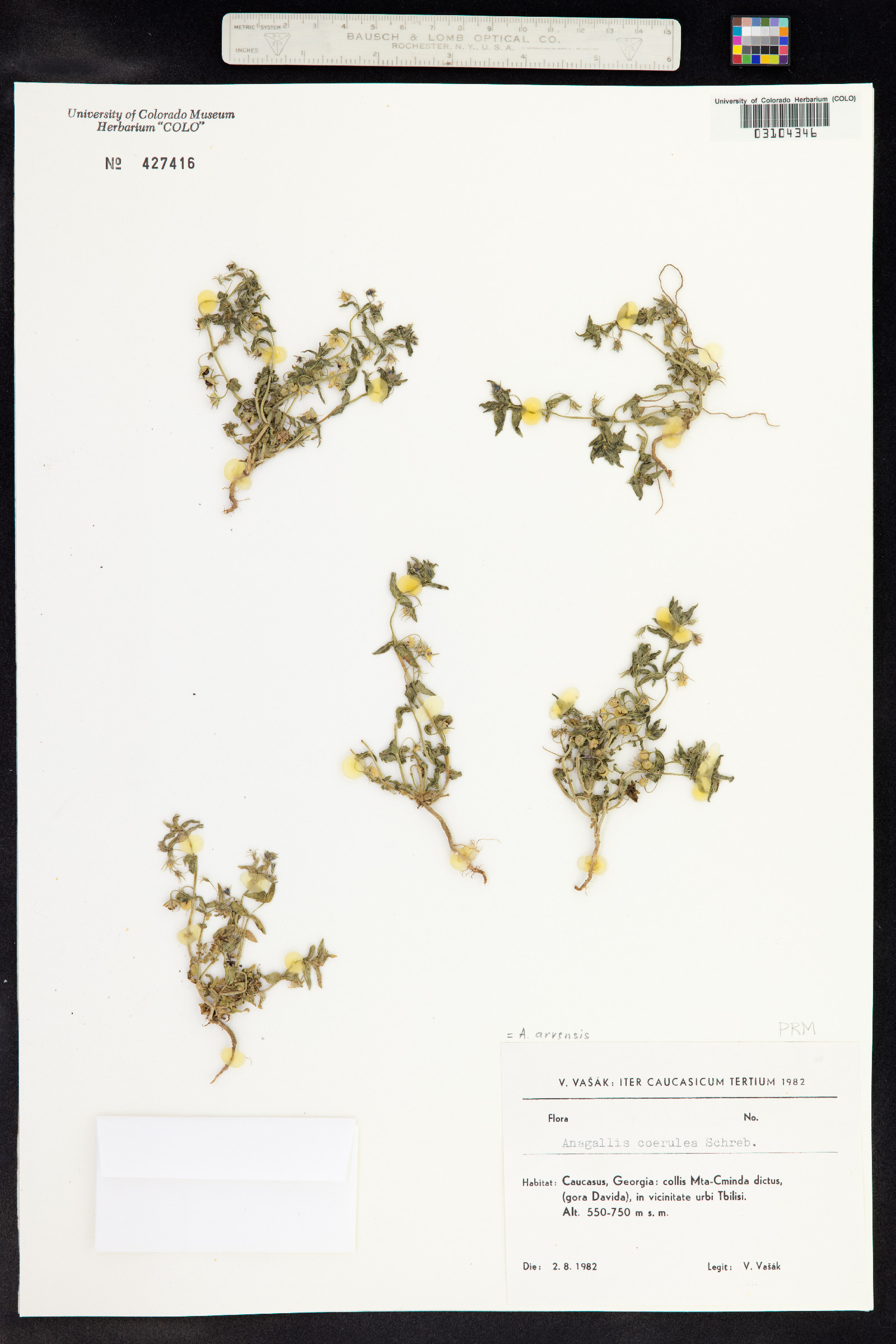 Lysimachia arvensis image