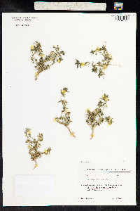 Anagallis arvensis image