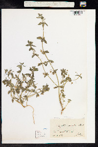 Anagallis arvensis image