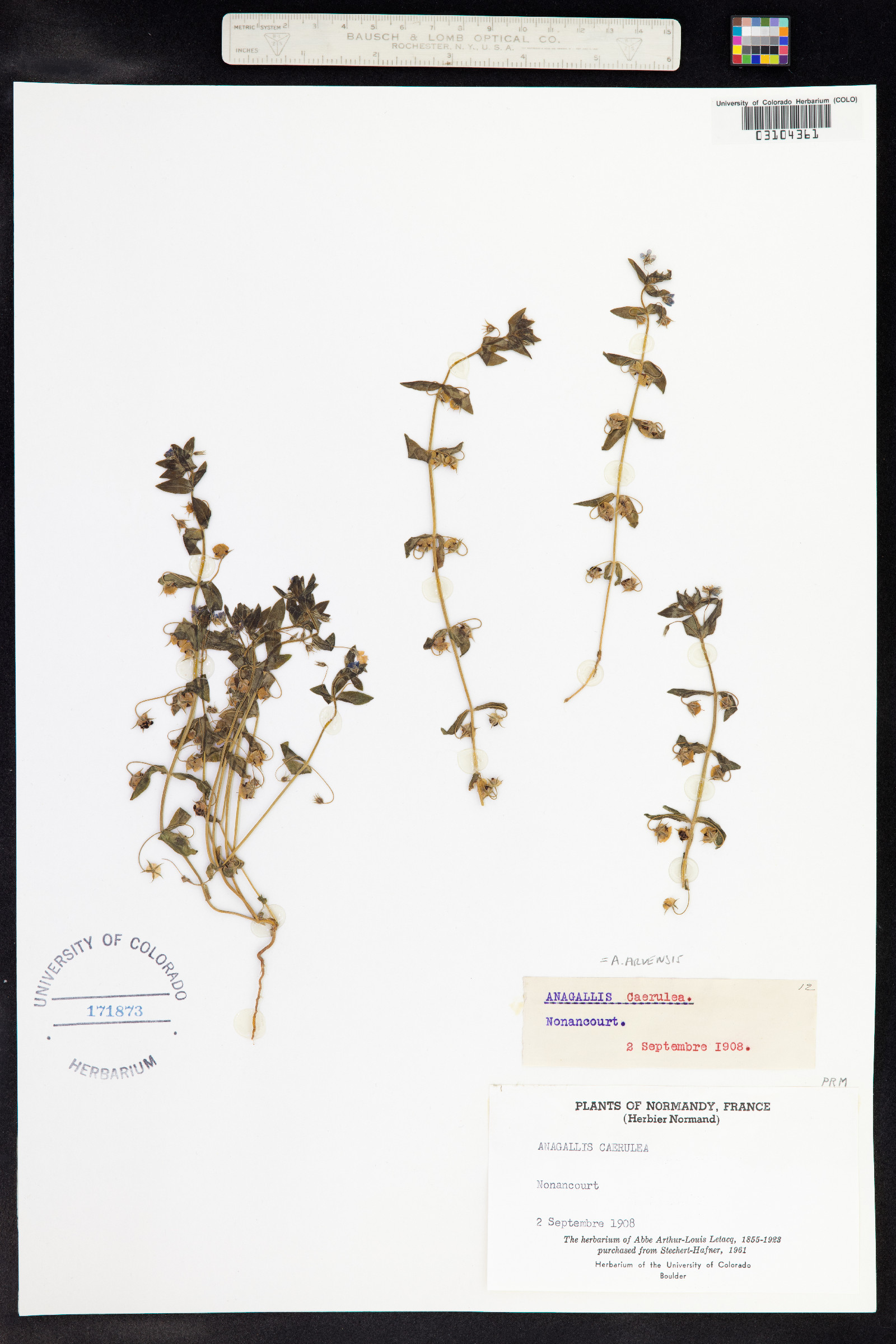 Anagallis arvensis image