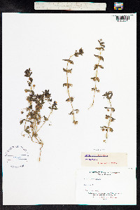 Anagallis arvensis image