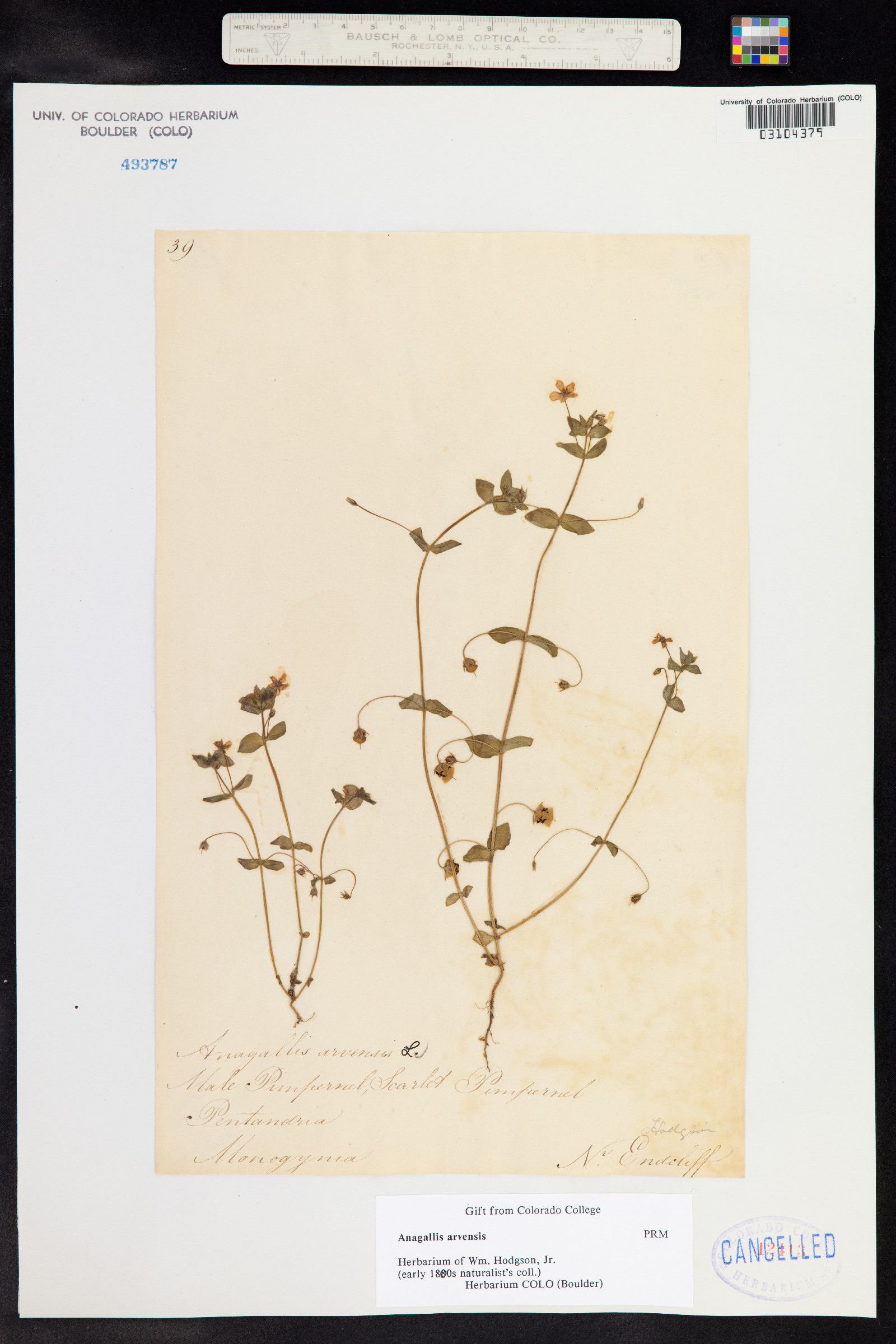 Anagallis arvensis image