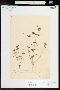 Anagallis arvensis image