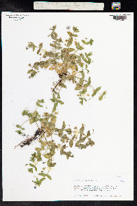 Anagallis arvensis image