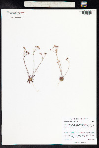 Androsace septentrionalis image