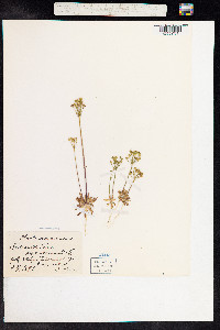 Androsace septentrionalis image