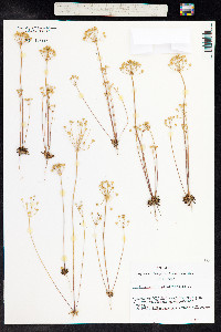 Androsace septentrionalis image