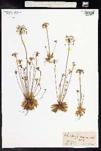 Androsace septentrionalis image