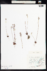 Androsace septentrionalis image