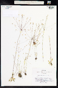 Androsace septentrionalis image