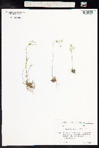 Androsace septentrionalis image