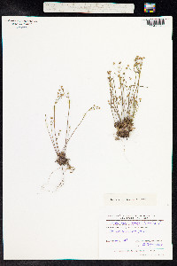 Androsace septentrionalis image