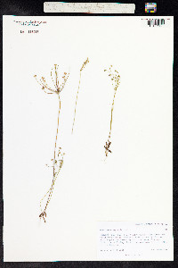 Androsace septentrionalis image