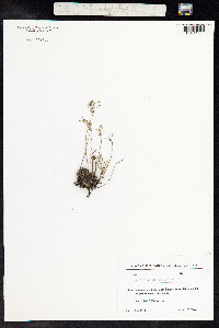 Androsace septentrionalis image