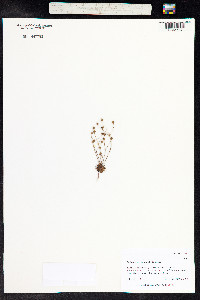 Androsace septentrionalis image