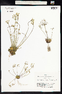 Androsace septentrionalis image