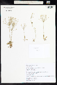 Androsace filiformis image