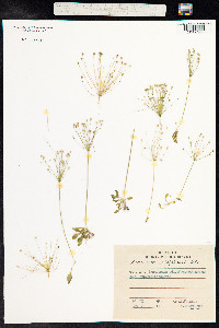 Androsace filiformis image