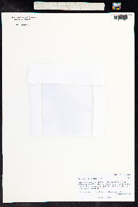 Androsace filiformis image