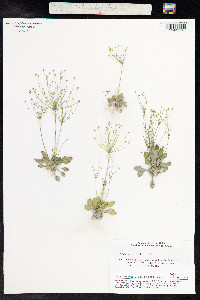 Androsace filiformis image