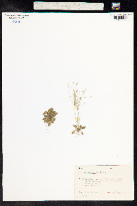 Androsace filiformis image