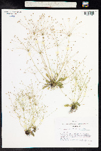 Androsace filiformis image