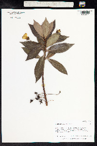 Lysimachia glutinosa image