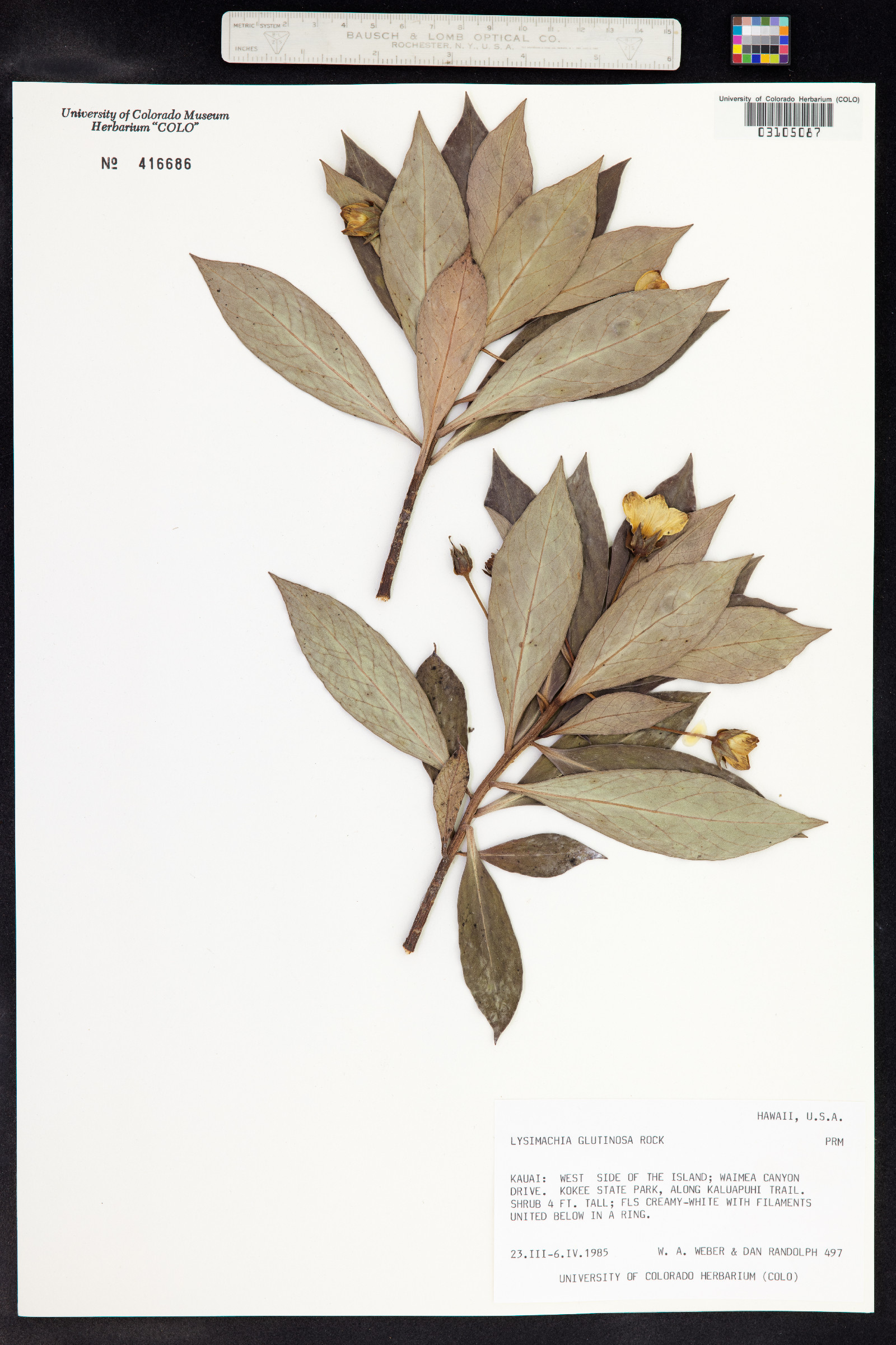 Lysimachia glutinosa image