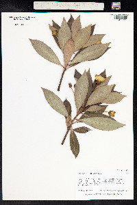 Lysimachia glutinosa image