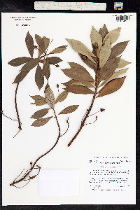 Image of Lysimachia glutinosa