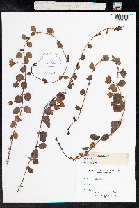 Lysimachia nummularia image