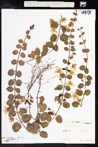 Lysimachia nummularia image