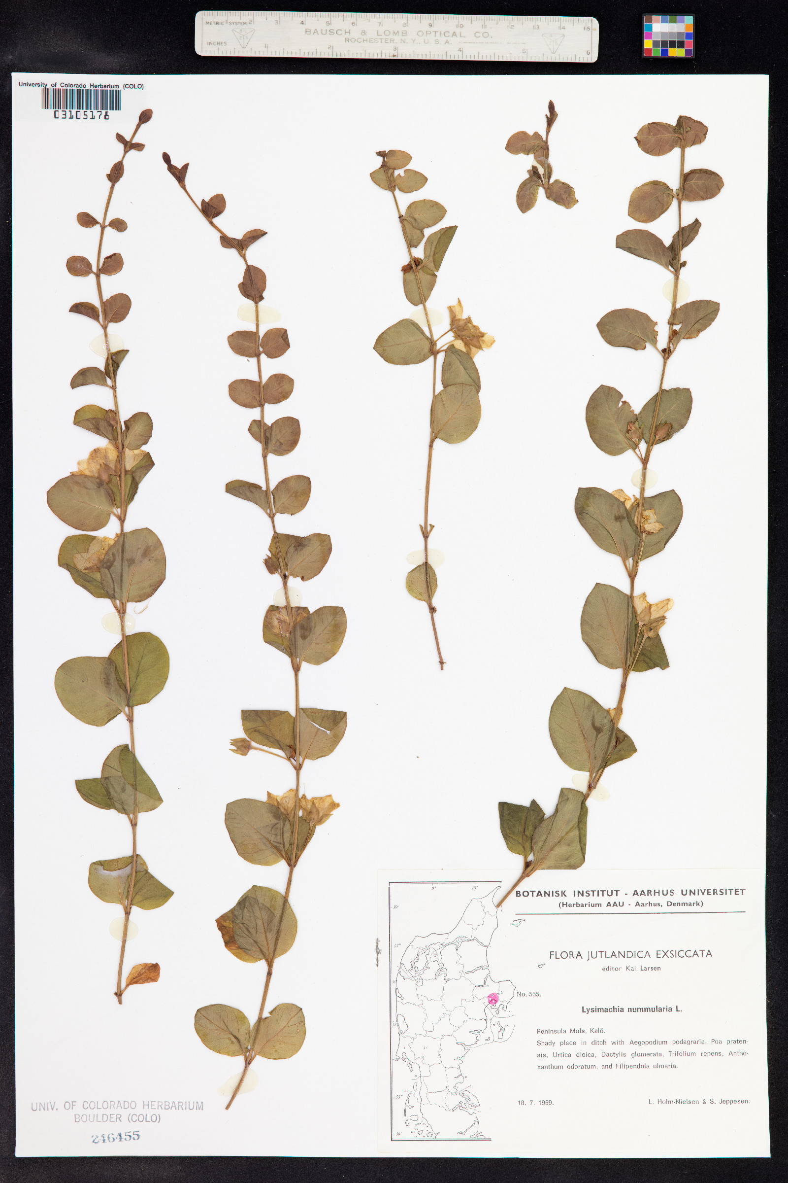 Lysimachia nummularia image