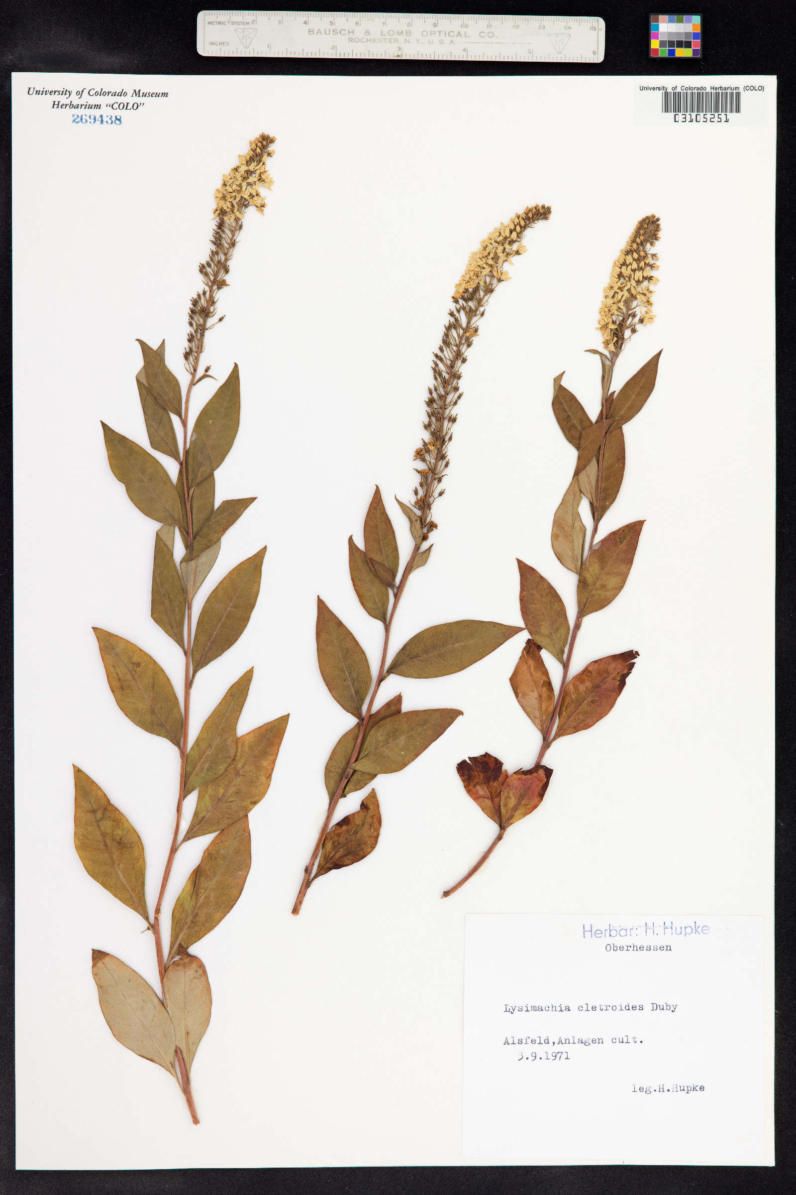 Lysimachia clethroides image
